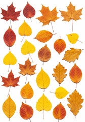 Fototapeta premium A Diverse Collection of Autumn Leaves Displaying the Vibrant Colors of Fall Season
