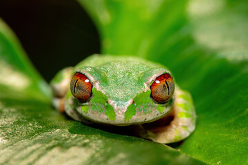 Close-up of the beautiful eyes of a Natal Forest Tree Frog (Leptopelis natalensis) on a lily leaf near a stream in KwaZulu-Natal, South Africa