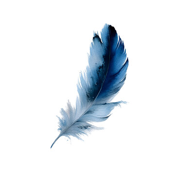 Fototapeta Single blue feather on transparent background artistic rendering