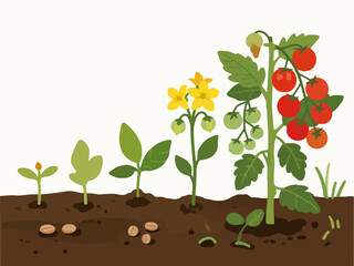 Visualizing the Incredible Lifecycle of a Tomato Plant from Seed to Ripe Fruit Showing Growth Stages
