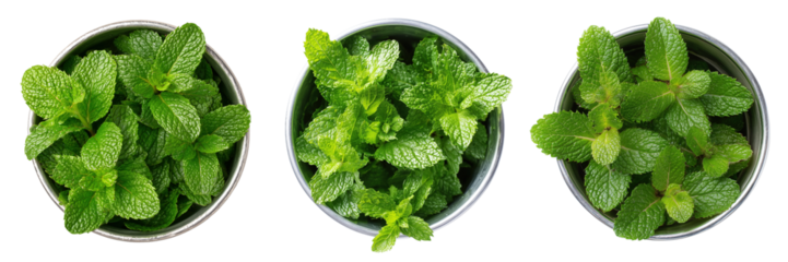 Set of Fresh mint leaves in a silver cup top view isolated on a transparent background