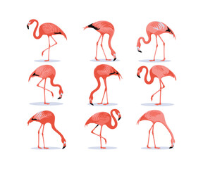 Collection of nine pink flamingos in various poses on a white background