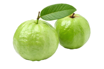 Fresh Green Guavas with Leaf Juicy, Sweet Tropical Fruit