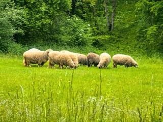 A small flock of sheep graze in a meadow