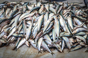 Fototapeta premium fresh seafood at fish market in negombo, sardines, lellama, negombo, lagoon, sri lanka