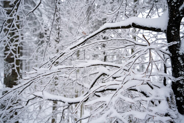 Snowy tree branches 