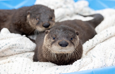 River otters in care at a wildlife rehab. 