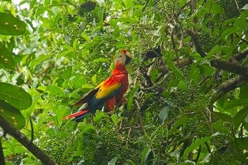 Scarlet macaw in the Corcovado National Park in Costa Rica