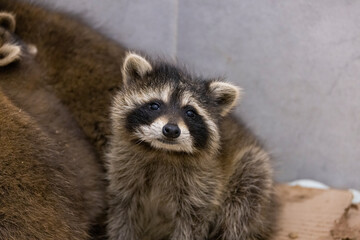 Raccoon in care at a wildlife rehabilitation centre. 