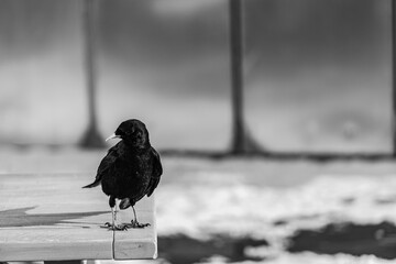 Black bird on a table 