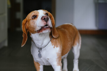 A curious Beagle dog looking up
