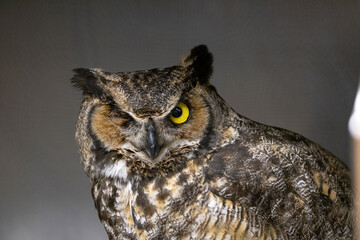 Great horned owl at a wildlife rehab. 