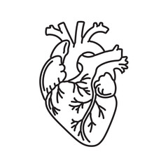 Black Line Art Human Heart Anatomy Illustration black and white