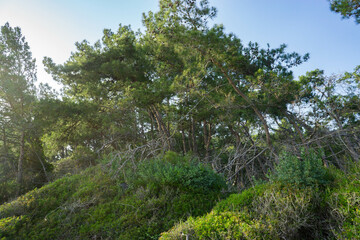 Dense Pine Forest with Sunlight and Green Bushes