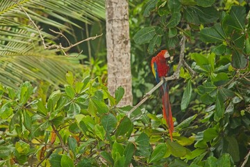 Scarlet macaw in the Corcovado National Park in Costa Rica