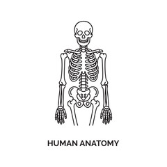 Human Skeleton Anatomy Line Art Illustration Black White