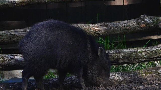 Baby peccaries (skunk pig) digs in the ground in search of food. slow motion