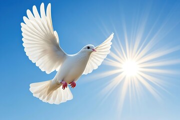 Fototapeta premium White dove flying in sky with sun rays
