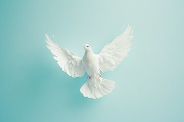 Fototapeta premium White dove with outstretched wings on blue background