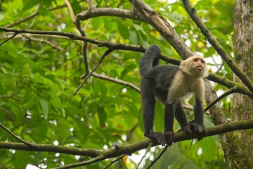 white face monkey in a rainforest in Costa Rica