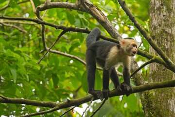 Obraz premium white face monkey in a rainforest in Costa Rica
