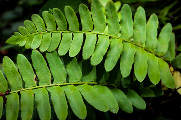 macro close-up of fern fronds beautiful forest background. evergreen design element. growing in...