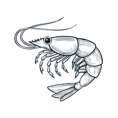 Shrimp illustration, seafood vector drawing on dark background, white lines, engraved style, culinary design, marine delicacy, shellfish