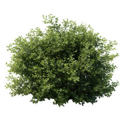 Fototapeta premium Lush green dense shrub with small leaves isolated on transparent background