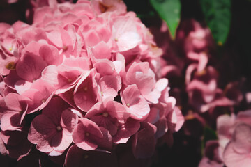 macro close-up of pink bigleaf hydrangea. a mophead hydrangea macrophylla deciduous shrub with bokeh light effect. beautiful floral summer abstract background