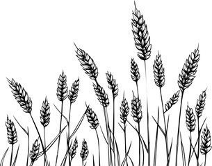 Black wheat silhouettes, nature. Vector illustration in sketch style
