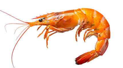 Raw Shrimp with Shell Isolated on Transparent Background

