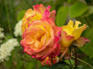 Beautiful Multi-Colored Rose with Yellow and Pink Hues