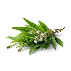 Freshly picked lemon verbena leaves with delicate white flowers surrounded by slender stems, isolated on a transparent background, showcasing its citrusy charm and elegance .