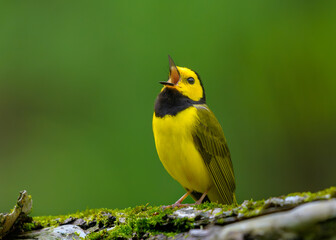Hooded Warbler