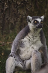 Lemur katta siedzący na ziemi © Piotr