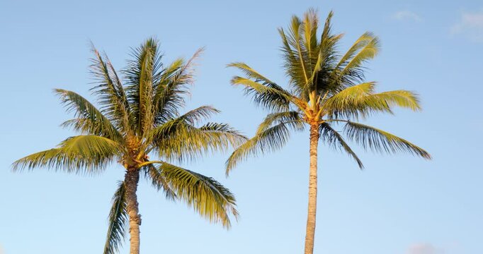 Two tropical palm trees with fronds waving in the gentle breeze. 