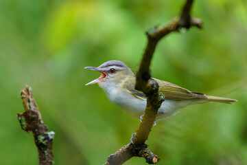 Red-eyed Vireo