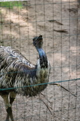 emu w ogrodzie zoologicznym © Piotr