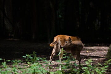 młody jeleń milu skubiący się pod ogonem © Piotr