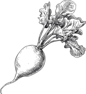 Naklejki Detailed black and white sketch of a radish with leafy greens. Vector illustration