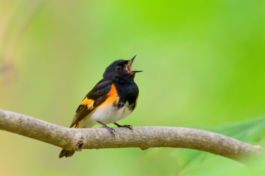 American Redstart