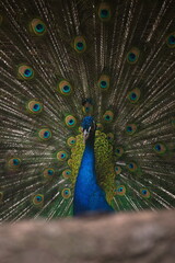 Obraz premium paw z rozpostartym ogonem