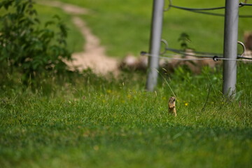 suseł moręgowany w trawie