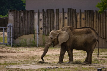 słoń jedzący w zoo