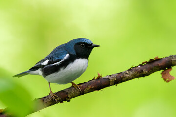 Obraz premium Black-throated Blue Warbler