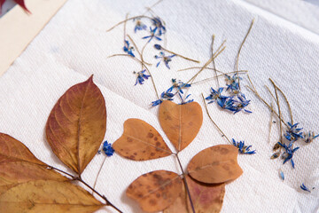 close-up of a collection of pressed and dried botanical specimen including magnolia leaves and blue...