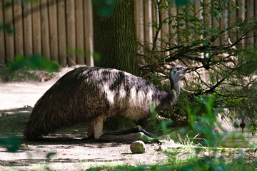 emu w ogrodzie zoologicznym