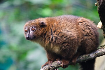 lemur czerwonobrzuchy na gałęzi