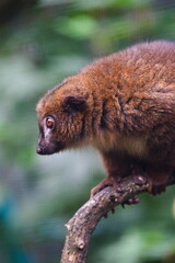 lemur czerwonobrzuchy na gałęzi