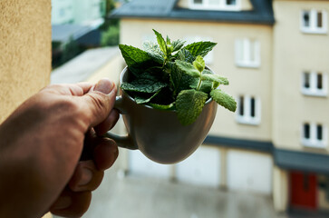 Hand holding a mug with mint leaves in it